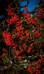 Preview wallpaper rowan, berries, branches, red, nature