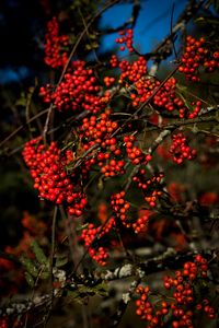 Preview wallpaper rowan, berries, branches, red, nature