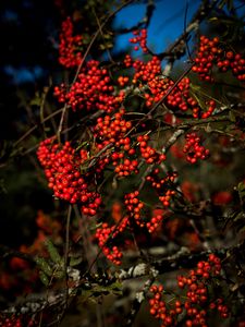 Preview wallpaper rowan, berries, branches, red, nature