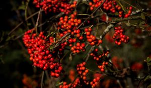 Preview wallpaper rowan, berries, branches, red, nature