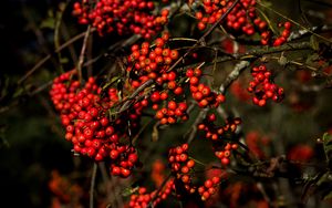 Preview wallpaper rowan, berries, branches, red, nature