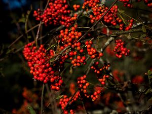 Preview wallpaper rowan, berries, branches, red, nature