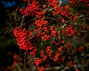 Preview wallpaper rowan, berries, branches, red, nature