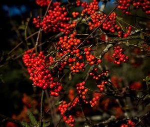 Preview wallpaper rowan, berries, branches, red, nature