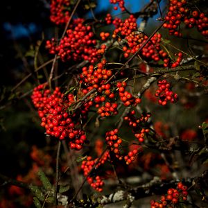 Preview wallpaper rowan, berries, branches, red, nature