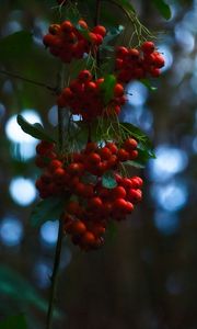 Preview wallpaper rowan, berries, branches, blur