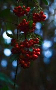 Preview wallpaper rowan, berries, branches, blur