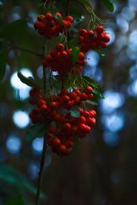 Preview wallpaper rowan, berries, branches, blur