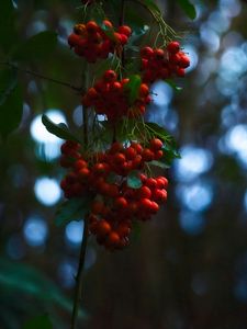 Preview wallpaper rowan, berries, branches, blur