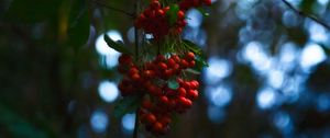 Preview wallpaper rowan, berries, branches, blur