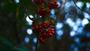 Preview wallpaper rowan, berries, branches, blur