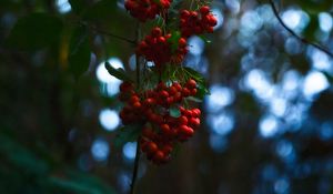 Preview wallpaper rowan, berries, branches, blur