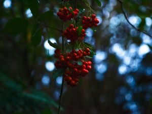 Preview wallpaper rowan, berries, branches, blur