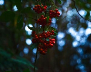 Preview wallpaper rowan, berries, branches, blur