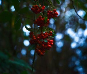 Preview wallpaper rowan, berries, branches, blur