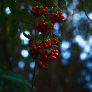 Preview wallpaper rowan, berries, branches, blur