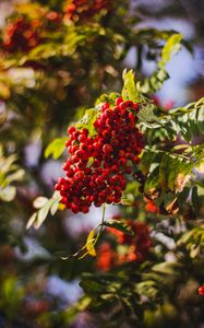 Preview wallpaper rowan, berries, bunch, red, ripe