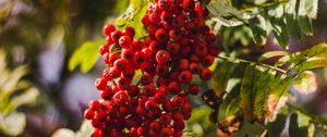 Preview wallpaper rowan, berries, bunch, red, ripe