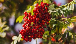 Preview wallpaper rowan, berries, bunch, red, ripe