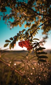 Preview wallpaper rowan, berries, bunch, branch, plant