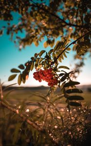 Preview wallpaper rowan, berries, bunch, branch, plant