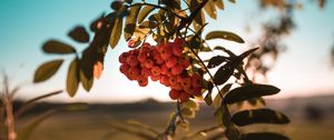 Preview wallpaper rowan, berries, bunch, branch, plant