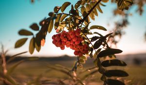 Preview wallpaper rowan, berries, bunch, branch, plant