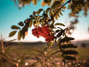 Preview wallpaper rowan, berries, bunch, branch, plant