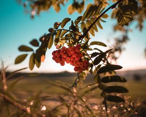 Preview wallpaper rowan, berries, bunch, branch, plant