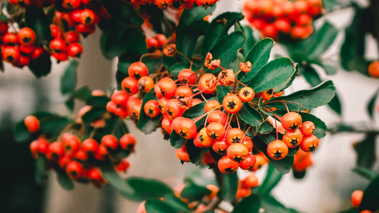 Wallpaper rowan, berries, bunch, branches, plant