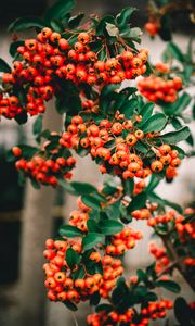 Preview wallpaper rowan, berries, bunch, branches, plant