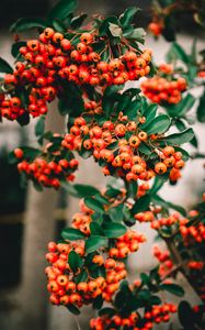 Preview wallpaper rowan, berries, bunch, branches, plant