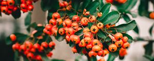 Preview wallpaper rowan, berries, bunch, branches, plant