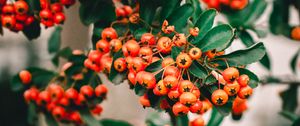 Preview wallpaper rowan, berries, bunch, branches, plant