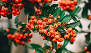 Preview wallpaper rowan, berries, bunch, branches, plant