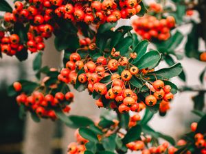 Preview wallpaper rowan, berries, bunch, branches, plant