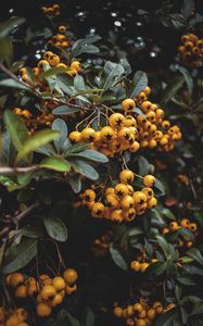 Preview wallpaper rowan, berries, bunch, macro, yellow