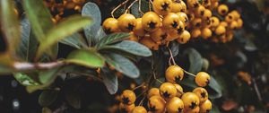 Preview wallpaper rowan, berries, bunch, macro, yellow