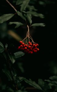 Preview wallpaper rowan, berries, bunch, red, plant, macro