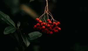 Preview wallpaper rowan, berries, bunch, red, plant, macro