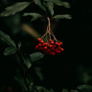 Preview wallpaper rowan, berries, bunch, red, plant, macro