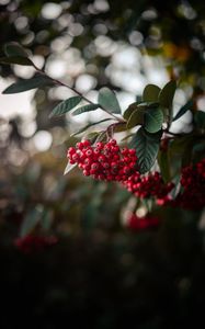 Preview wallpaper rowan, berries, bunch, branch, red, plant