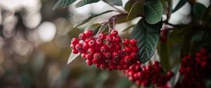 Preview wallpaper rowan, berries, bunch, branch, red, plant