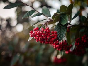 Preview wallpaper rowan, berries, bunch, branch, red, plant