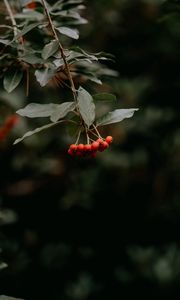 Preview wallpaper rowan, berries, bunch, red, plant