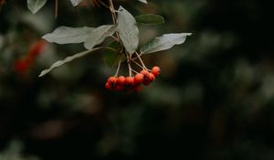 Preview wallpaper rowan, berries, bunch, red, plant