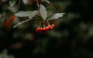 Preview wallpaper rowan, berries, bunch, red, plant