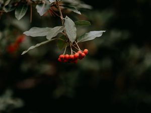 Preview wallpaper rowan, berries, bunch, red, plant