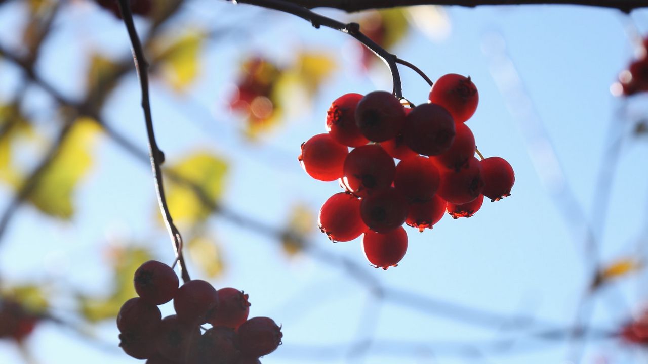 Wallpaper rowan, berries, bunches, branches, macro