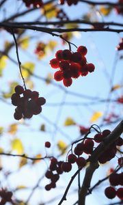 Preview wallpaper rowan, berries, bunches, branches, macro